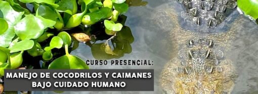 Claudia Sheinbaum y Salma Hayek presentan plan de apoyo al cine